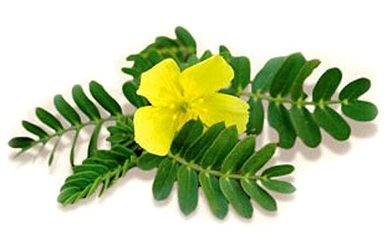 Gluconol vsebuje Tribulus terrestris